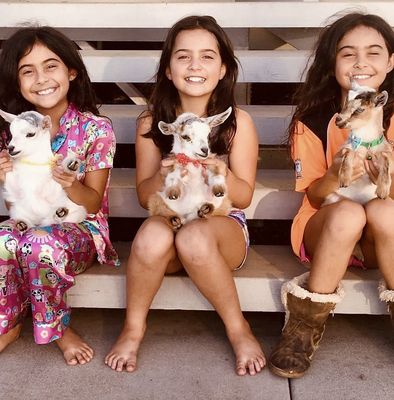 Goat Yoga Classes - We are a native Hawaiian family owned business up in beautiful cool Kula.  We have been in business since 2017.  5 star rating across all platforms and social media.  Come join us for some goat fun and gentle yoga with the goats.