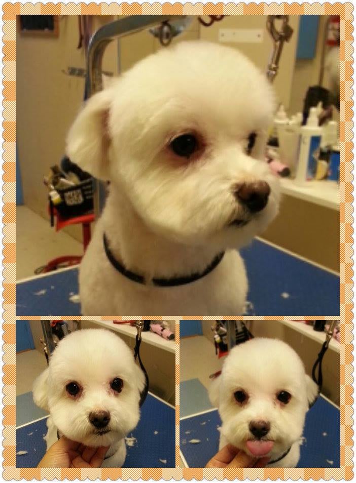 VIP PUPPY SPA Updated June 2024 192 View N Court, Woodbridge