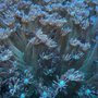 Photo of Normal Aquatics