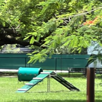 Poinciana Park - Agility equipment for the dogs. - Dog Parks Near Me - Hollywood, Florida Poinciana Park - Agility equipment for the dogs. - Dog Parks Near Me - Hollywood, Florida