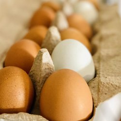 Merry Meadows Farm - Free range farm fresh eggs laid fresh daily at Merry Meadows Farm. Get fresh eggs at our Farm Store!