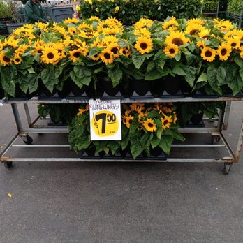 Carpinito Brothers - Nurseries & Gardening Near Me - Kent, Washington Carpinito Brothers - Nurseries & Gardening Near Me - Kent, Washington