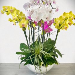 Best Buds Florist - A beautiful 12-stemmed display of farm fresh orchids!