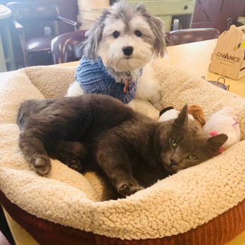 Thumb Veterinary Services - Veteran rescue dog Teddy helped former feral Buddy learn to be a well spoiled house cat. - Veterinarians Near Me - Sandusky, Michigan Thumb Veterinary Services - Veteran rescue dog Teddy helped former feral Buddy learn to be a well spoiled house cat. - Veterinarians Near Me - Sandusky, Michigan
