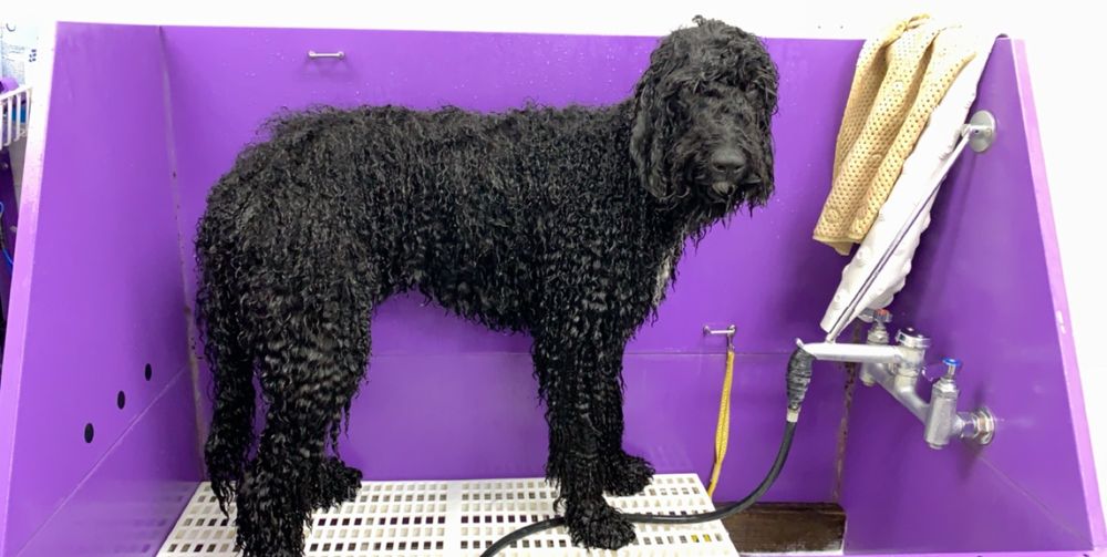 BOSTON’S GROOMER Updated June 2024 20 Photos 966 S Westlake Blvd