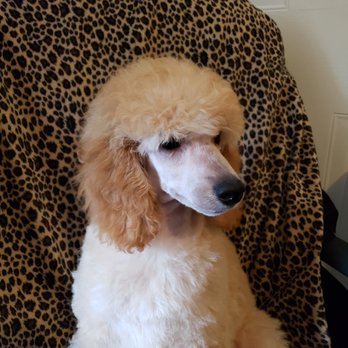 Shiann Poodles - Pet Groomers Near Me - Myrtle Beach, South Carolina Shiann Poodles - Pet Groomers Near Me - Myrtle Beach, South Carolina