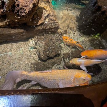 Cheli - Flushing - Koi pond - Shanghainese Near Me - Flushing, New York
