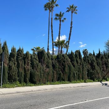Acevedo Tree Service - Tree Services Near Me - Los Angeles, California Acevedo Tree Service - Tree Services Near Me - Los Angeles, California