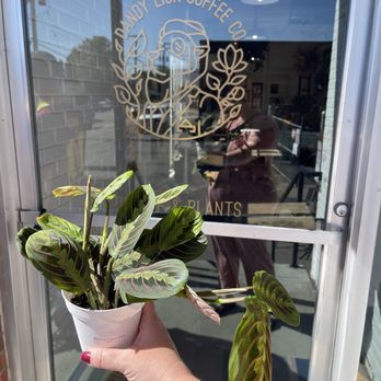 Dandy Lion Coffee - Coffee & Tea Near Me - Denver, Colorado