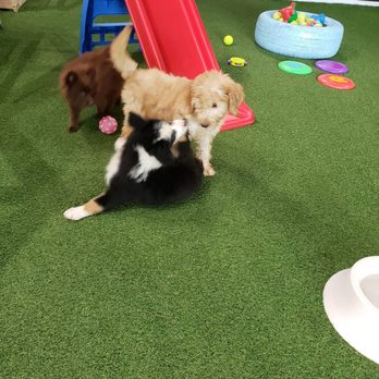 Puppy City - Pet Stores Near Me - Miami, Florida Puppy City - Pet Stores Near Me - Miami, Florida