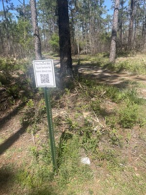 Tarkiln Bayou Preserve State Park by null