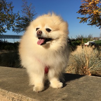PetSmart - Fluff ball - Pet Stores Near Me - Portland, Oregon