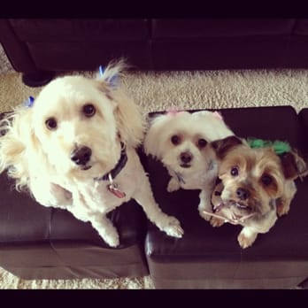 Mobile Pet Groomer Paws - Love clean doggies. Thanks Nadine! - Pet Groomers Near Me Mobile Pet Groomer Paws - Love clean doggies. Thanks Nadine! - Pet Groomers Near Me