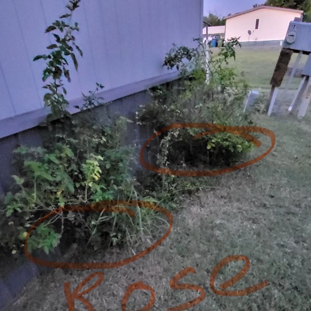 Barren Lawn Care Service - Rose - Lawn Services Near Me Barren Lawn Care Service - Rose - Lawn Services Near Me