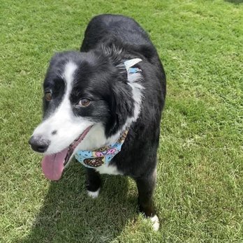 Hound Therapy - Pet Groomers Near Me - Plano, Texas