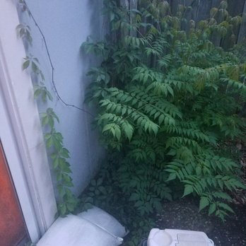 Sunway Landscape Services - The backyard yard after "service" from Lawn Jax. It took a special invitation for the weeds to be removed. - Landscaping Near Me - Jacksonville, Florida