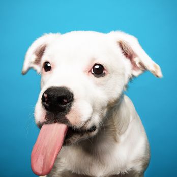 DogExpression - Pet Photography Near Me