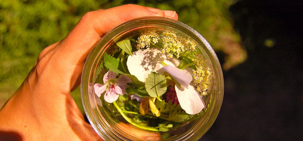 Herbalism Roots Logo