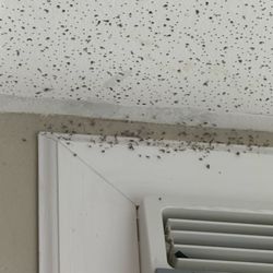 Luana Inn - Bugs in our room