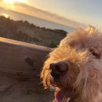 Wags Away - Pet Sitting Near Me