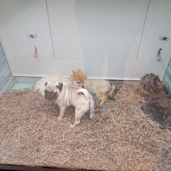 Pettito - Pet Breeders Near Me - Oklahoma City, Oklahoma Pettito - Pet Breeders Near Me - Oklahoma City, Oklahoma