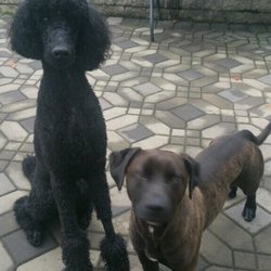 Bucks County Critter Sitter - One of the picture messages that we received of our pooches