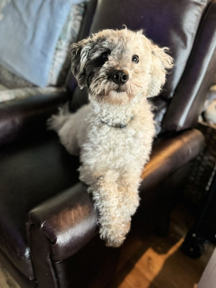 Pawsibilities Unleashed - social services organization in Frankfort, KY