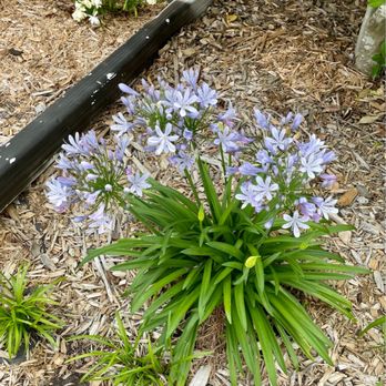 Louisiana Nursery - This agapanthus I got from LA Nursery is thriving! - Nurseries & Gardening Near Me - Keithville, Louisiana Louisiana Nursery - This agapanthus I got from LA Nursery is thriving! - Nurseries & Gardening Near Me - Keithville, Louisiana