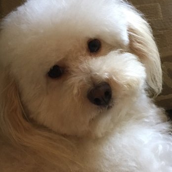 Dawn's Pet Palace - Whiskey after first grooming appt. - Pet Groomers Near Me - Carmichael, California