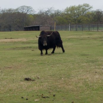 Arbuckle Wilderness - Buffalo - Zoos Near Me - Davis, Oklahoma Arbuckle Wilderness - Buffalo - Zoos Near Me - Davis, Oklahoma
