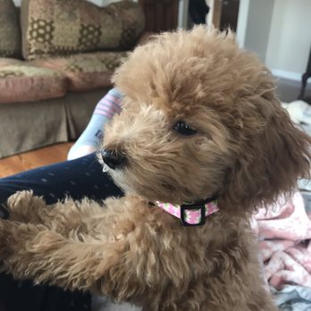 Love My Puppies - Pet Stores Near Me - Wantagh, New York