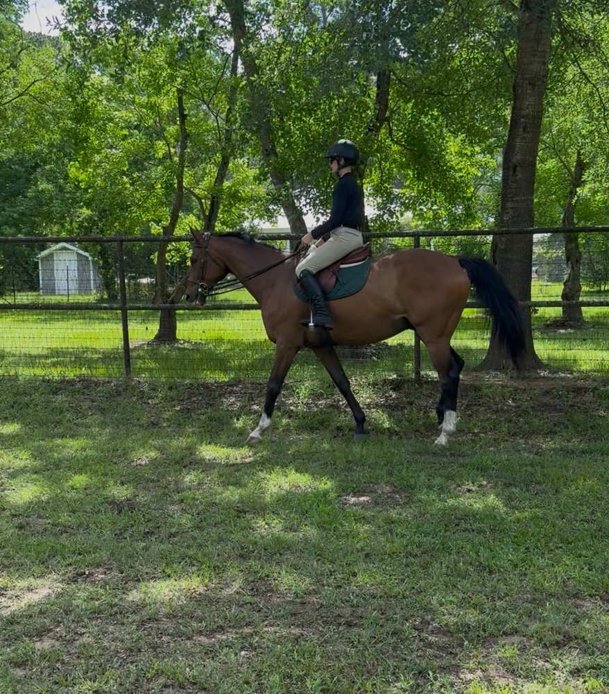 Sage Hill Sport Horses Logo
