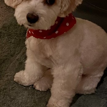 Puppy Salon - Pet Groomers Near Me - Whittier, California