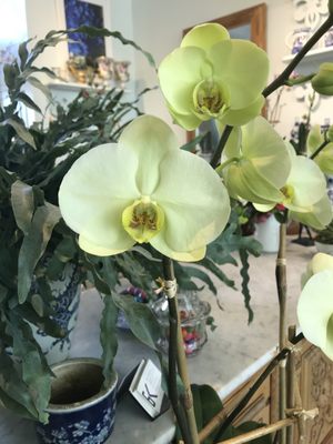 The Bridgehampton Florist by null