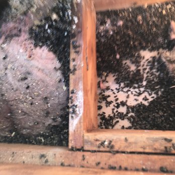 A Bee Solution - Pest Control Near Me - North Hollywood, California A Bee Solution - Pest Control Near Me - North Hollywood, California