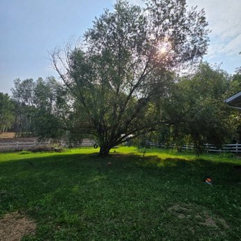 Rafter Seven Tree Management - A monster willow removal in Parkland County - Tree Services Near Me Rafter Seven Tree Management - A monster willow removal in Parkland County - Tree Services Near Me