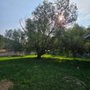 Photo of Rafter Seven Tree Management