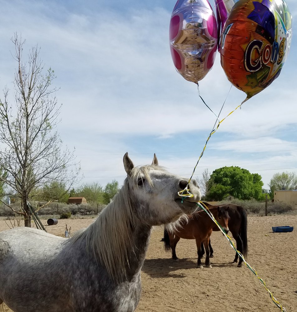 Enchanted Equine Adventures - equestrian in Albuquerque, NM
