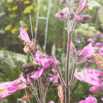 Story's Nursery - A bumble bee grabbing a snack in some penstemon. - Landscaping Near Me - Freehold, New York Story's Nursery - A bumble bee grabbing a snack in some penstemon. - Landscaping Near Me - Freehold, New York