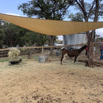 The Shady Llama - Llama - Beer Gardens Near Me - Wimberley, Texas The Shady Llama - Llama - Beer Gardens Near Me - Wimberley, Texas