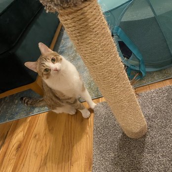 Kaleidocats - Julie made sure to keep Saffron excited about her new scratching post! - Pet Sitting Near Me