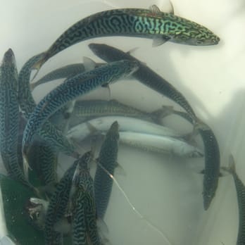 Reel Pursuit Charters - Caught some bait ! - Fishing Near Me - Charlestown, Massachusetts Reel Pursuit Charters - Caught some bait ! - Fishing Near Me - Charlestown, Massachusetts