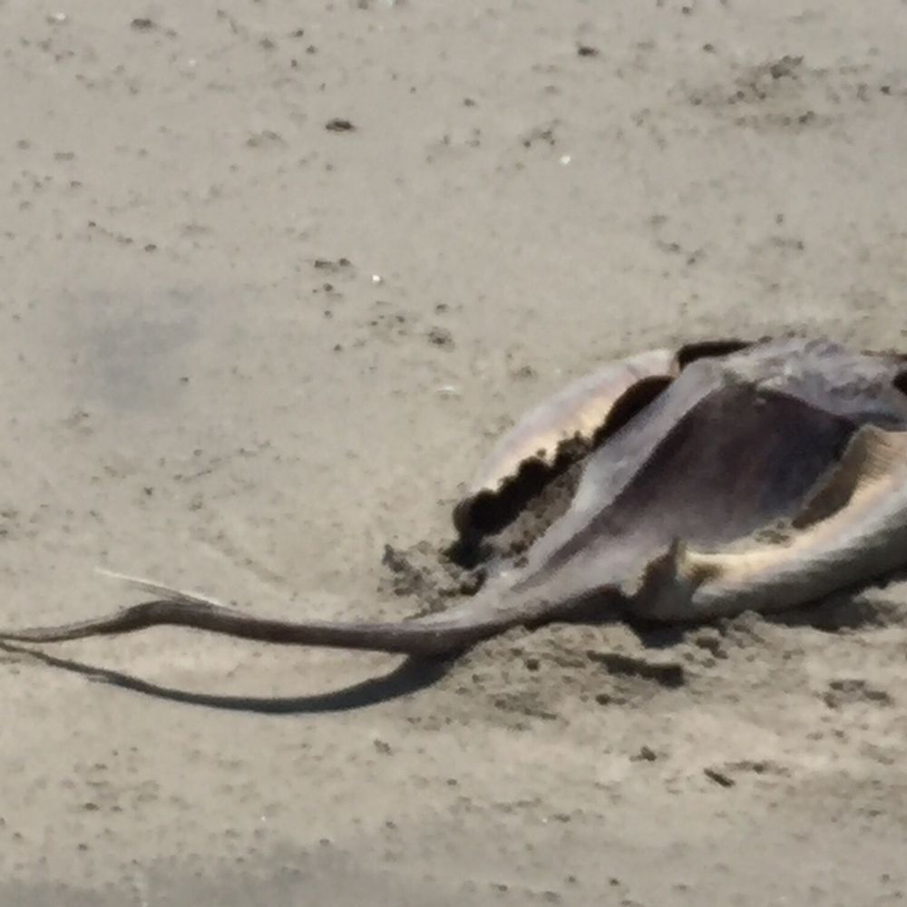 Dead sting ray