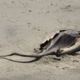 Dead sting ray