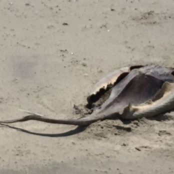 False Cape State Park - Dead sting ray - Parks Near Me - Virginia Beach, Virginia