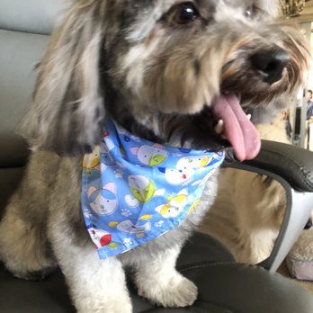 Get your Groom on - Great hair cut - Pet Groomers Near Me - Ventura, California