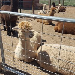 Pleasant Journey Alpacas