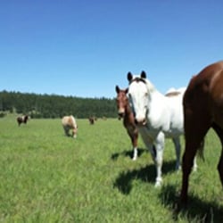Shadow Ranch