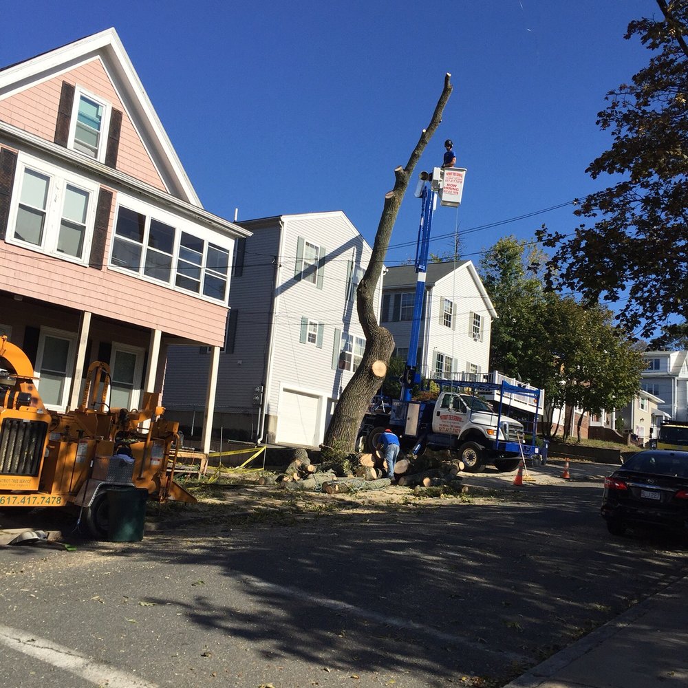 Patriot Tree Service - Sorry but it had to be done by profesionals - Tree Services Near Me Patriot Tree Service - Sorry but it had to be done by profesionals - Tree Services Near Me