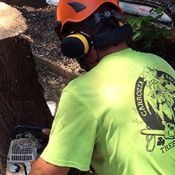 Carrozza Brothers - Tree Services Near Me Carrozza Brothers - Tree Services Near Me